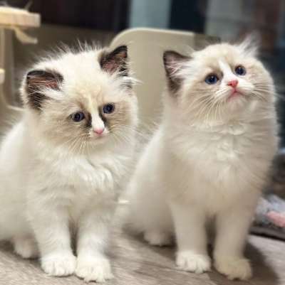 布偶貓價格因素 布偶貓價格因素