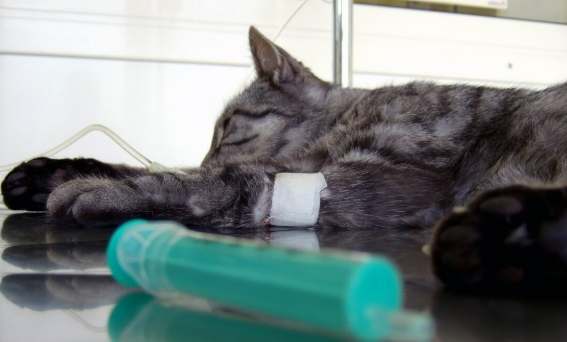 貓瘟危險期症狀 貓瘟危險期症狀