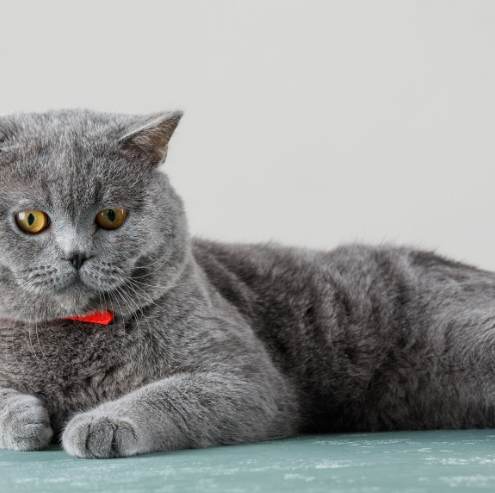 英國短毛貓價格 英國短毛貓價格