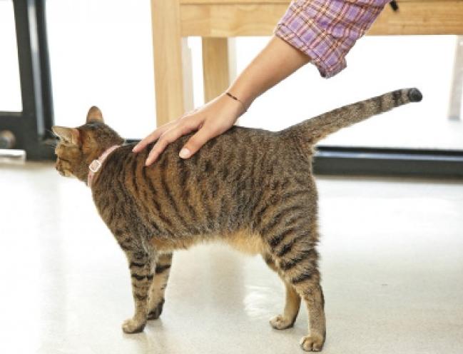 貓尾巴末端抖動