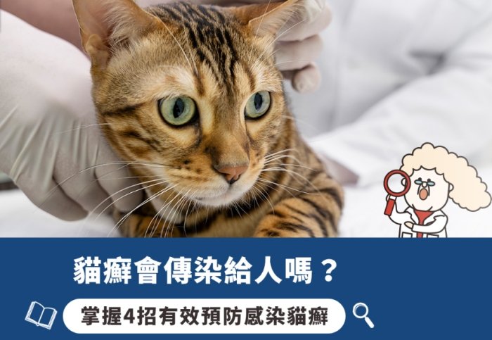 貓癬傳染人 貓癬傳染人