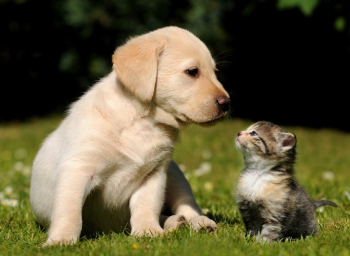 狗狗發燒處理 狗狗發燒處理