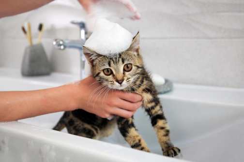 如何幫貓洗澡 如何幫貓洗澡