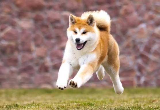 秋田犬性格問題 秋田犬性格問題