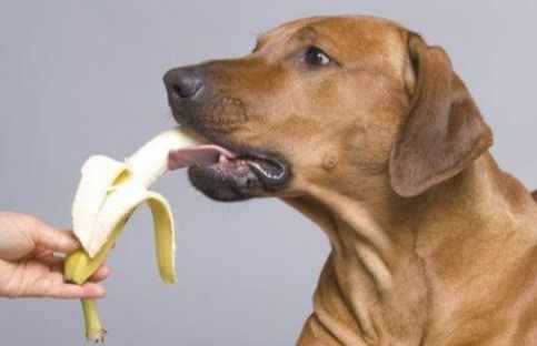 狗吃飯指南 狗吃飯指南