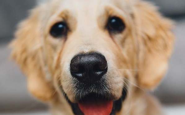 狗鼻涕顏色判斷