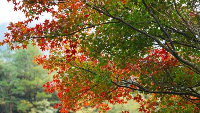 櫻花一日遊規劃