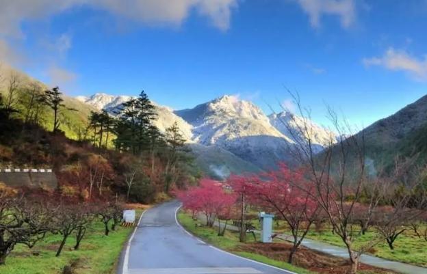 武陵櫻花季 武陵櫻花季