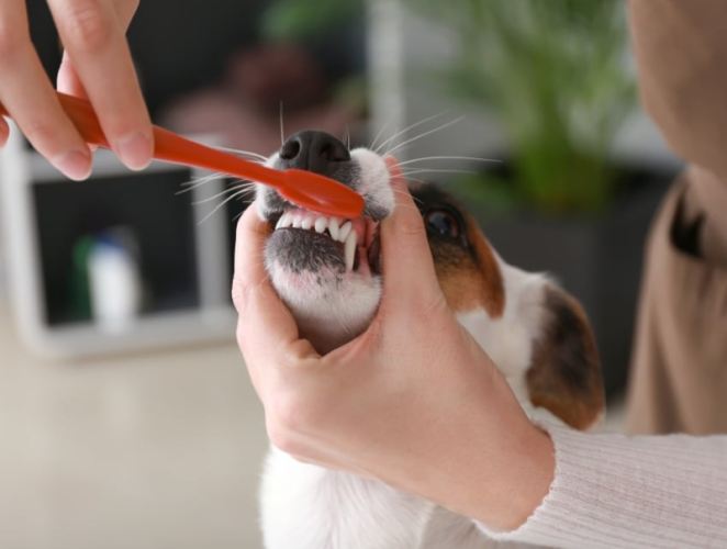 寵物洗牙前準備 寵物洗牙前準備