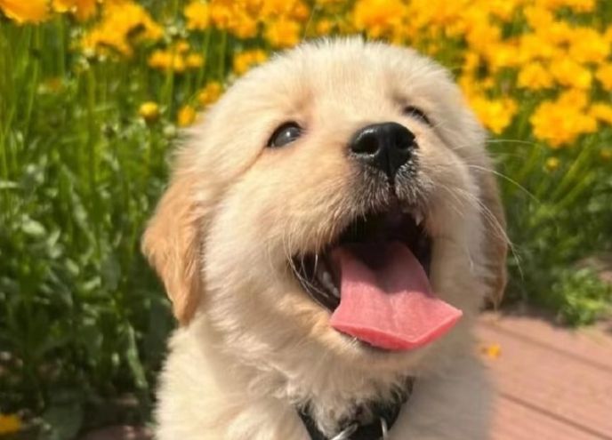 黃金獵犬健康問題 黃金獵犬健康問題