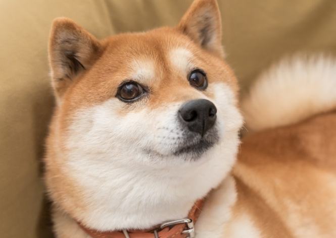 柴犬體型定型時間 柴犬體型定型時間