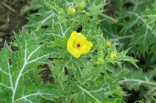 雞角刺化學組成 雞角刺化學組成