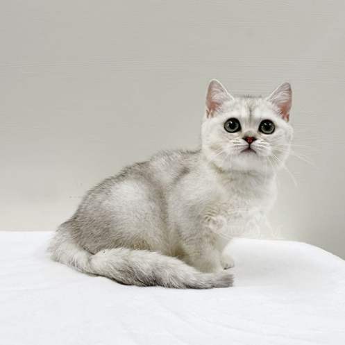 英國短毛貓飼養 英國短毛貓飼養