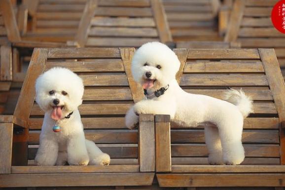 比熊犬購買費用 比熊犬購買費用