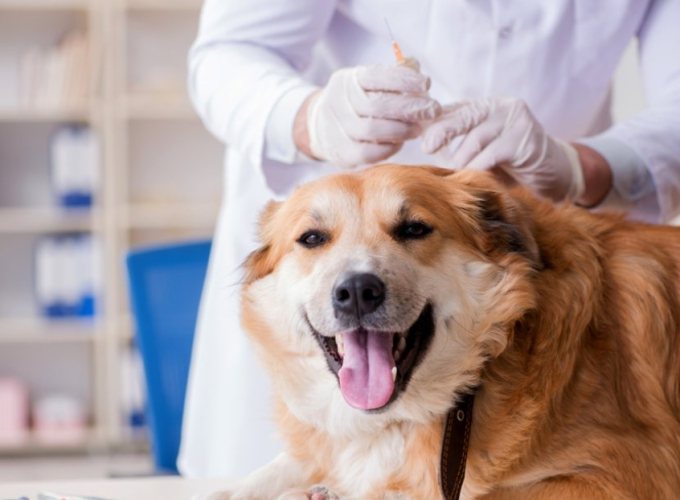 黃金獵犬健康問題 黃金獵犬健康問題