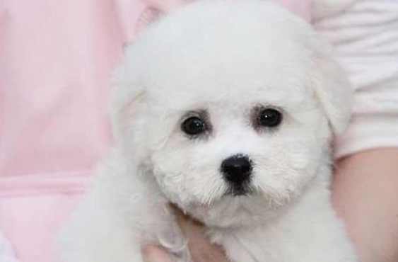 比熊犬價格 比熊犬價格