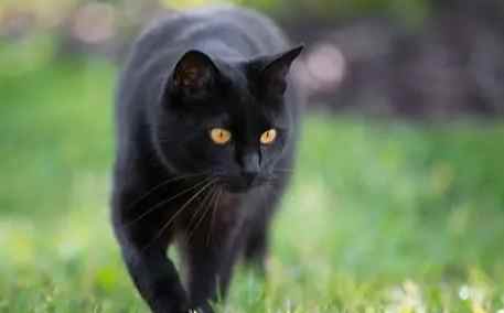 黑貓夢境解析 黑貓夢境解析