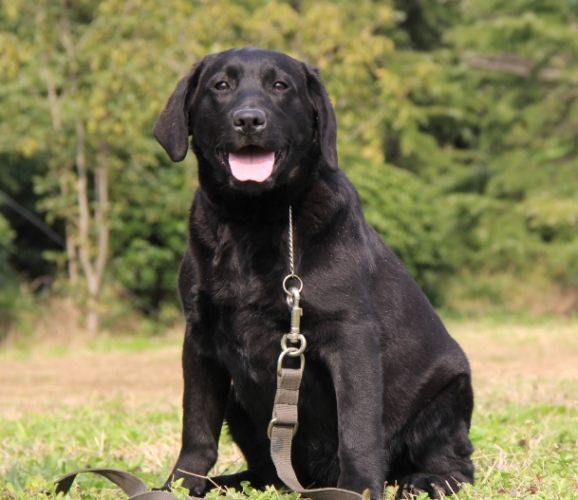黑色拉布拉多照顧
