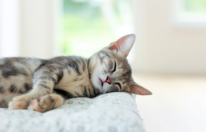 貓咪睡覺流口水原因