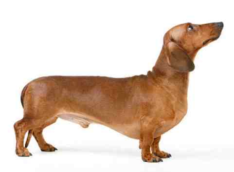 臘腸狗護理 臘腸狗護理