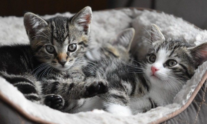 幼貓濕糧選擇 幼貓濕糧選擇