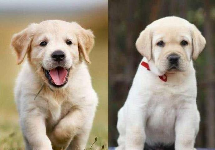 拉布拉多金毛比较 拉布拉多金毛比较