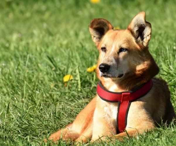 蒸蛋對狗有害嗎