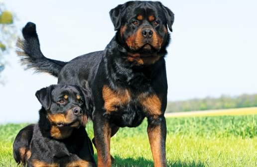 羅威納斷尾過程 羅威納斷尾過程