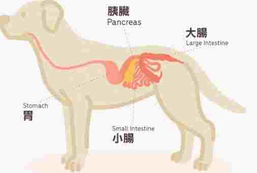 寵物胰臟炎 寵物胰臟炎