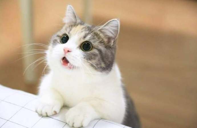 貓咪嘔吐黃水 貓咪嘔吐黃水