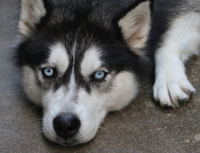 哈士奇优缺点 哈士奇优缺点