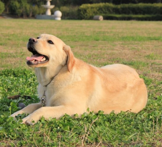 初次養狗推薦 初次養狗推薦