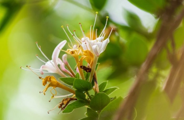 金銀花副作用 金銀花副作用