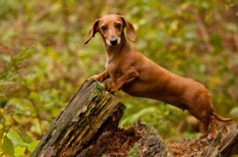臘腸狗護理 臘腸狗護理