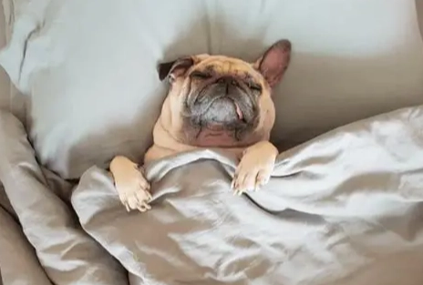 狗狗做夢叫聲 狗狗做夢叫聲