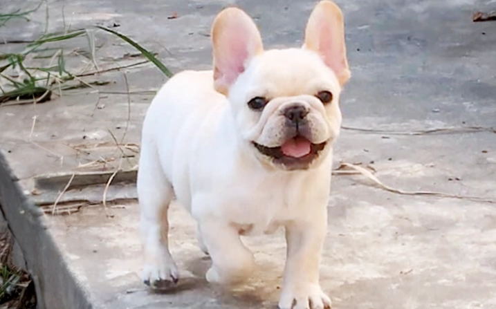法國鬥牛犬飼養 法國鬥牛犬飼養