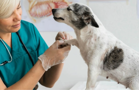 趾間炎治療藥膏 趾間炎治療藥膏