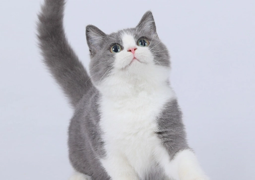 短腿貓領養 短腿貓領養