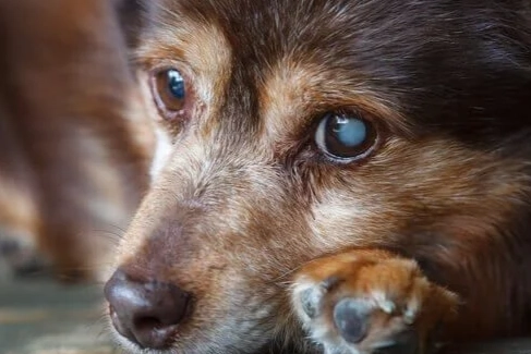 狗白内障早期症状 狗白内障早期症状