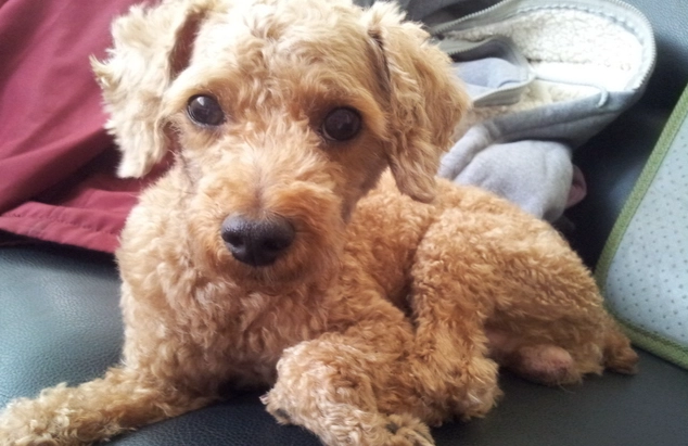 貴賓狗開銷 貴賓狗開銷