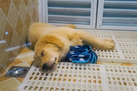 寵物寄養費用一個月