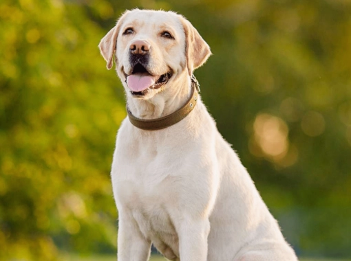 領養拉布拉多犬注意事項 領養拉布拉多犬注意事項