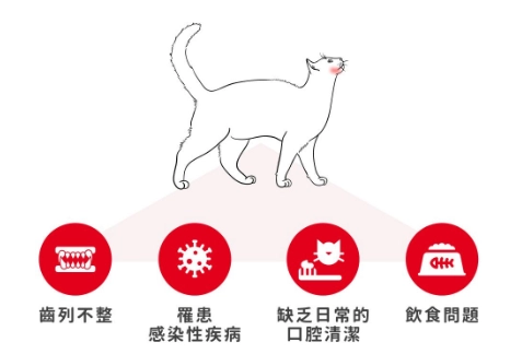 貓口水感染 貓口水感染
