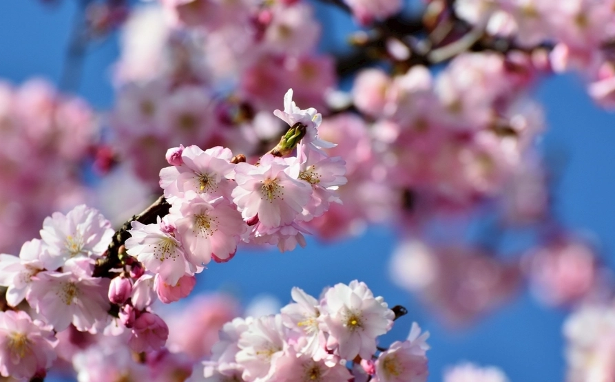 羅東賞櫻景點 羅東賞櫻景點