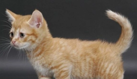 曼赤肯貓平均壽命 曼赤肯貓平均壽命