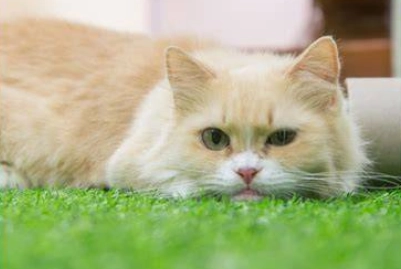 短腿貓領養 短腿貓領養