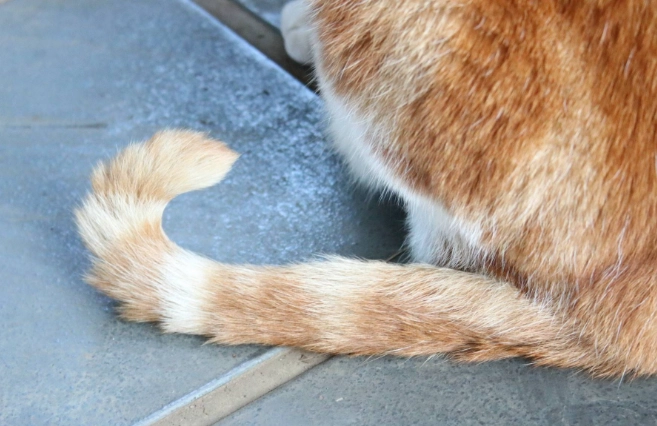 貓咪身體語言解讀 貓咪身體語言解讀