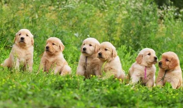 黃金獵犬體重 黃金獵犬體重