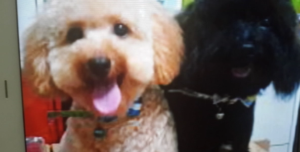 貴賓狗開銷 貴賓狗開銷