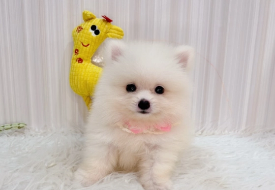 博美犬体重标准 博美犬体重标准